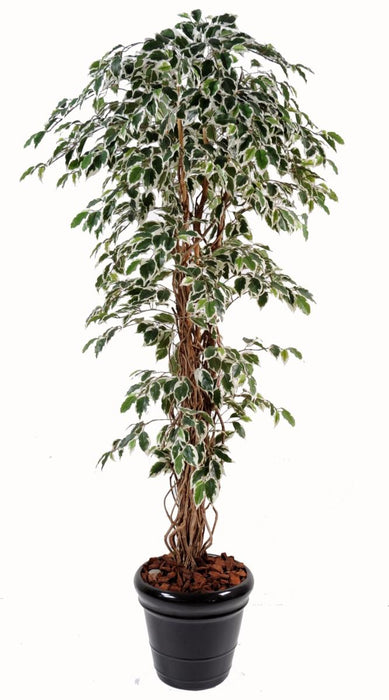 Keinotekoinen Ficus Lianes Tree 210 Cm Sisäkasvi
