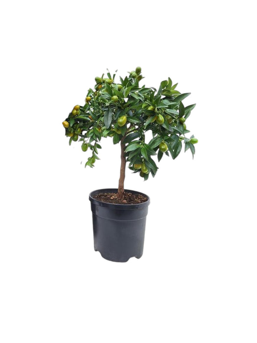 Kumquat D21cm K65cm