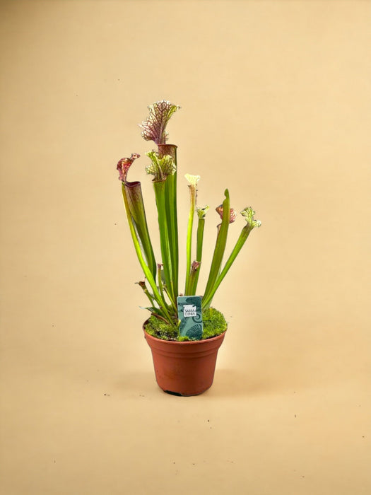 Sarracenia Juthatip Soper