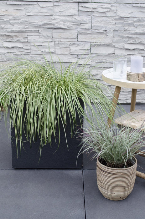 Carex Hachijoensis "Evergold"
