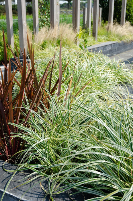 Carex Hachijoensis "Evergold"
