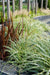 Carex Hachijoensis "Evergold"