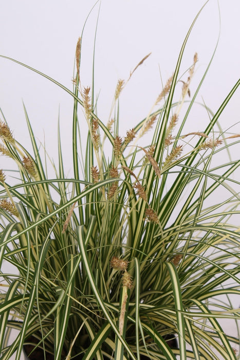 Carex Hachijoensis "Evergold"