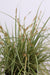 Carex Hachijoensis "Evergold"