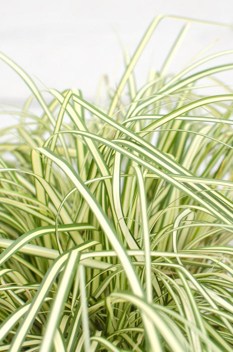 Carex Hachijoensis "Evergold"