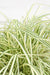 Carex Hachijoensis "Evergold"