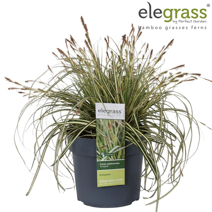 Carex Hachijoensis "Evergold"