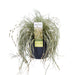 Carex Hachijoensis "Evergold"