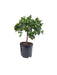 Kumquat D21cm K65cm