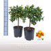 Kumquat D21cm K65cm