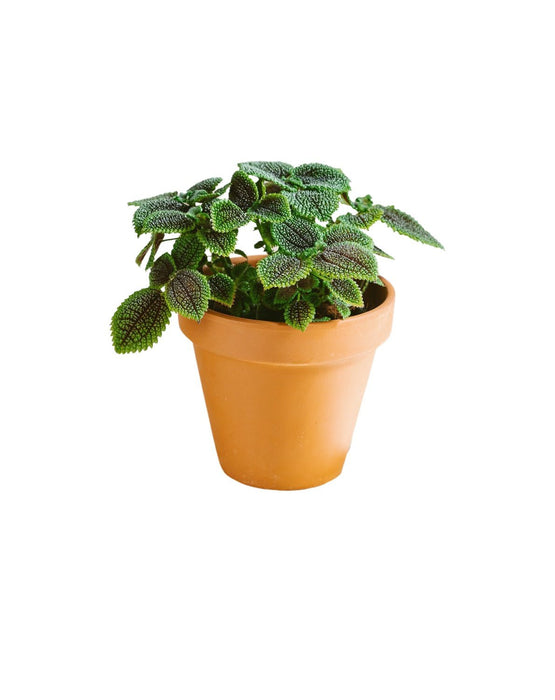Pilea Involucrata (M)