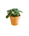 Pilea Involucrata (M)