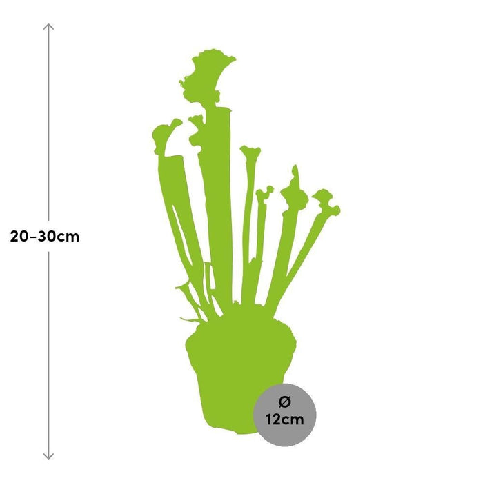 Sarracenia Juthatip Soper