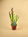 Sarracenia Juthatip Soper