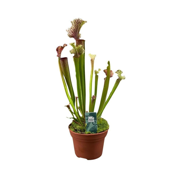 Sarracenia Juthatip Soper